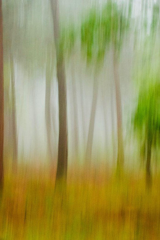 Auprès de mon arbre-2