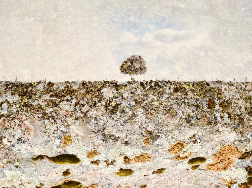 Auprès de mon arbre-1