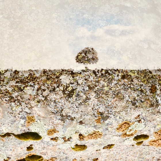 Auprès de mon arbre