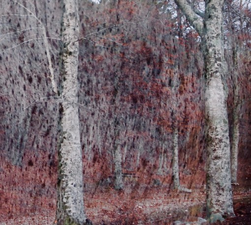 Auprès de mon arbre-25