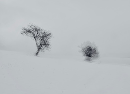 Auprès de mon arbre-41