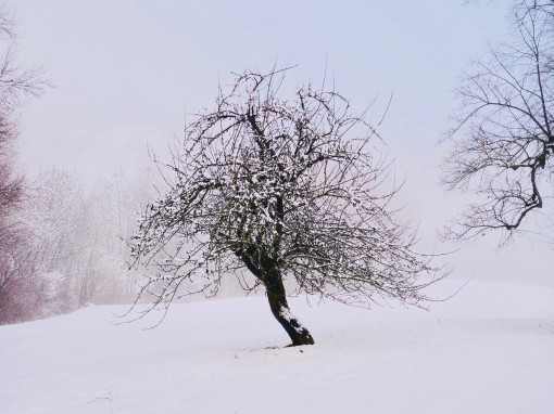 Auprès de mon arbre-44