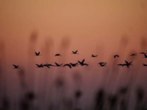 Les ailes de la camargue-3