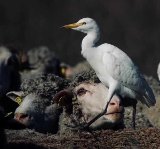 Les ailes de la camargue-4