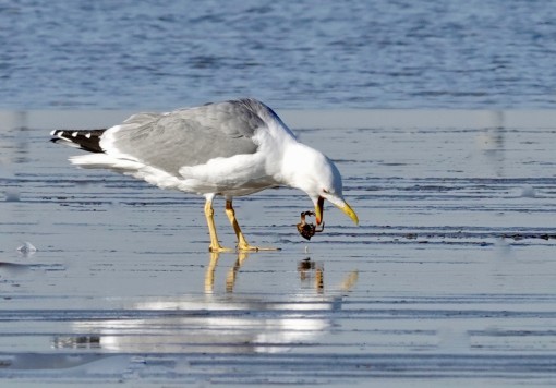 Les ailes de la camargue-5
