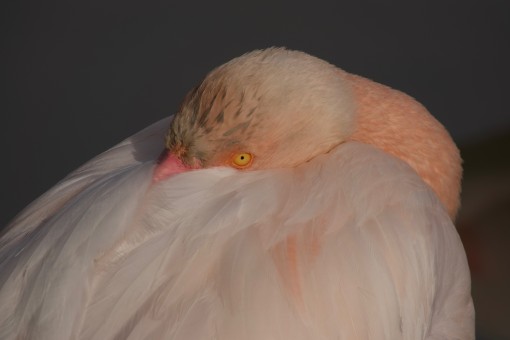 Les ailes de la camargue-9