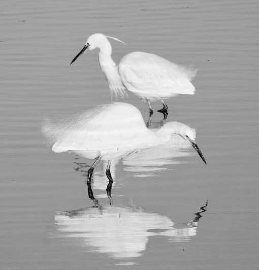 Les ailes de la camargue-10