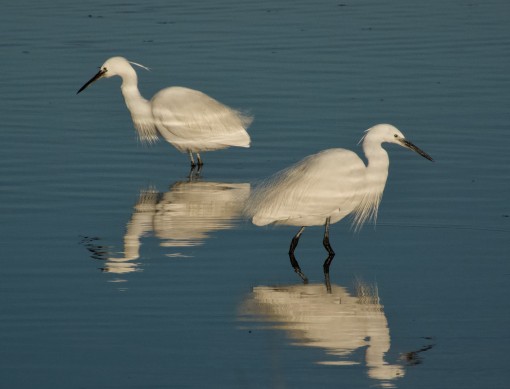 Les ailes de la camargue-11