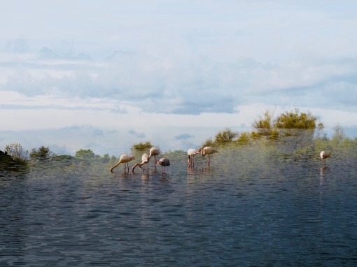 Les ailes de la camargue-14