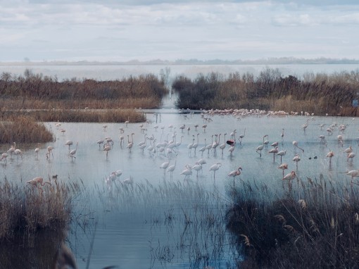 Les ailes de la camargue-17
