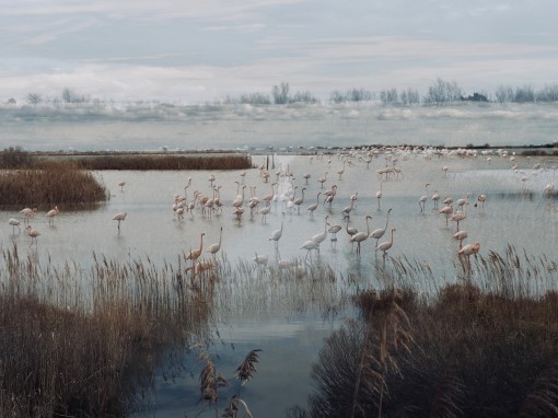 Les ailes de la camargue-18