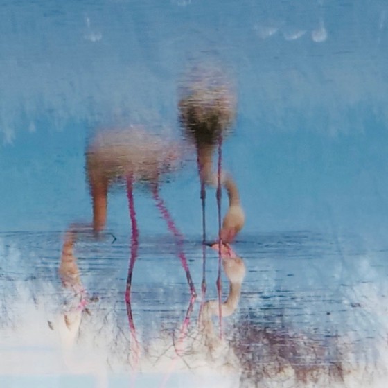 Les ailes de la camargue