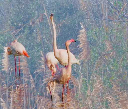 Les ailes de la camargue-20