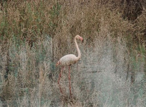 Les ailes de la camargue-22