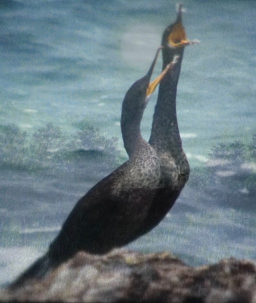 Les ailes de la camargue-24