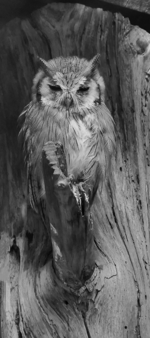 Mes grosses bêtes-3