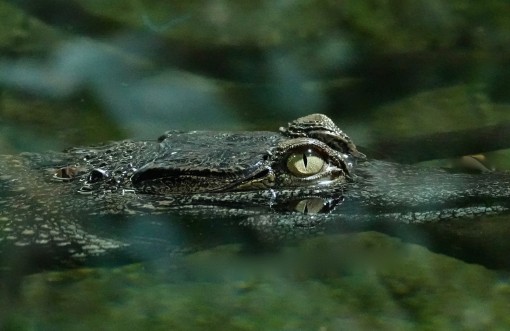 Mes grosses bêtes-4