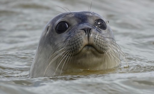 Mes grosses bêtes-5