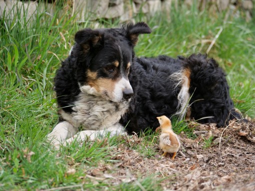 Mes grosses bêtes-6