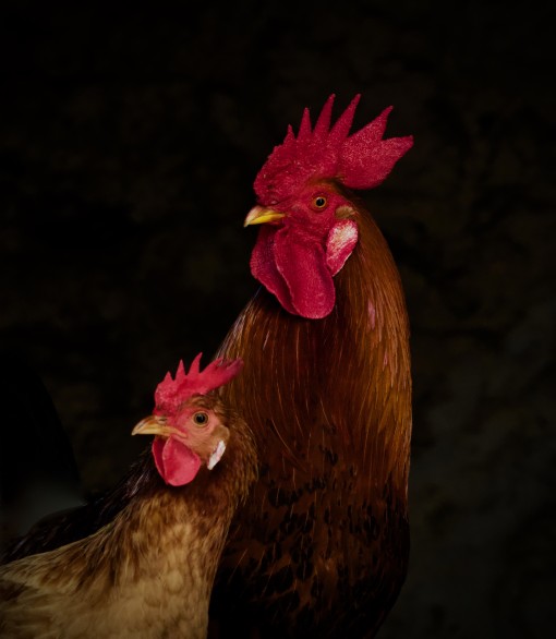 Mes grosses bêtes-8