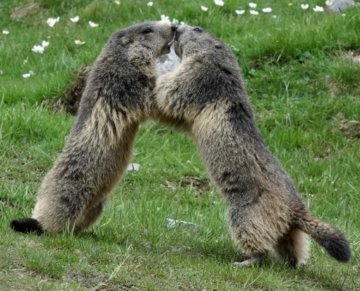 Mes grosses bêtes-9