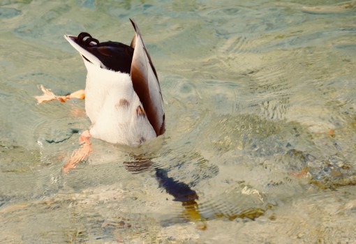 Mes grosses bêtes-10