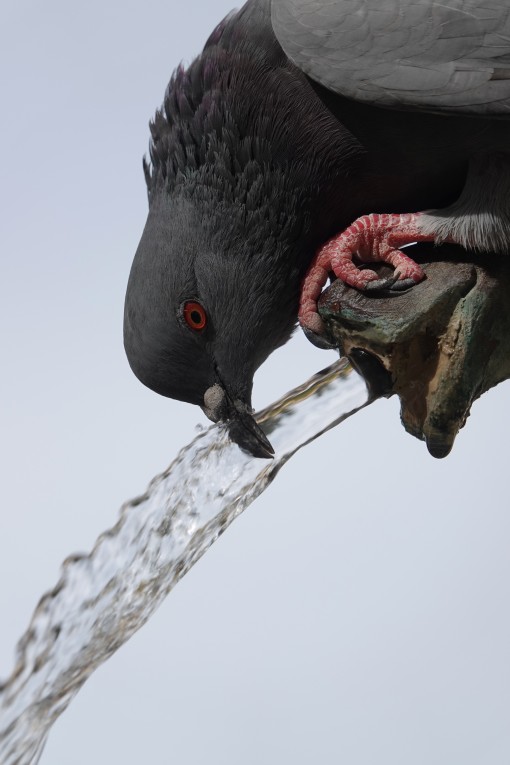 Mes grosses bêtes-11