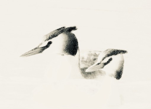 Mes grosses bêtes-12