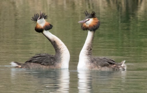 Mes grosses bêtes-13