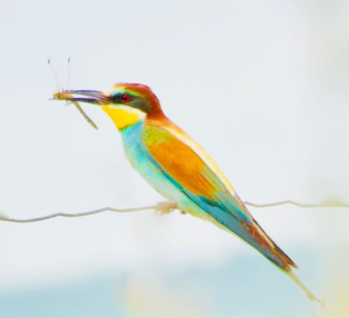 Mes grosses bêtes-21