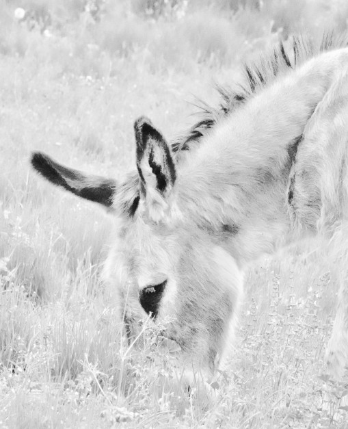 Mes grosses bêtes-20