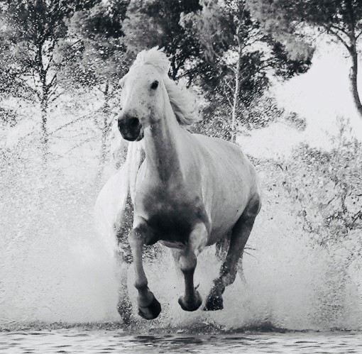 Mes grosses bêtes-22