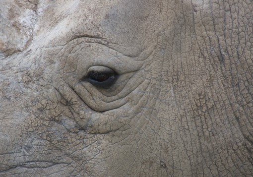 Mes grosses bêtes-24