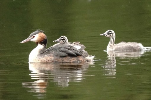 Mes grosses bêtes-26