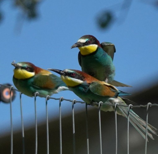 Mes grosses bêtes-27