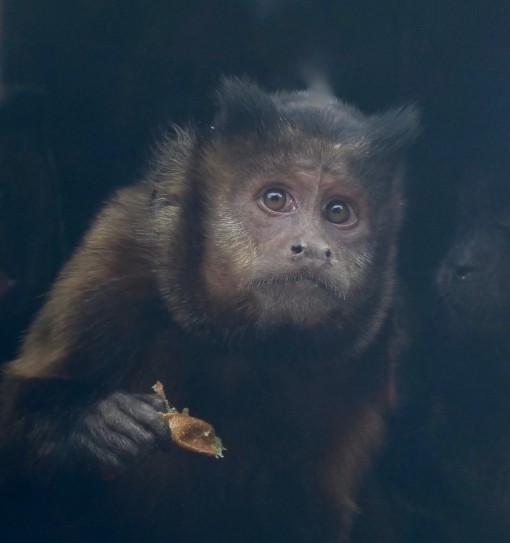 Mes grosses bêtes-28