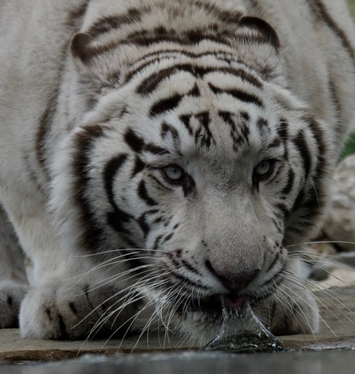 Mes grosses bêtes-29