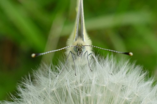 Mes petites bêtes-2