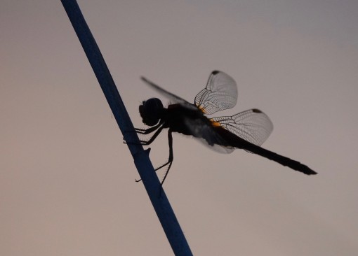 Mes petites bêtes-5