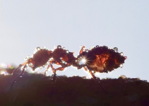 Mes petites bêtes-8