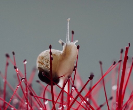 Mes petites bêtes-9