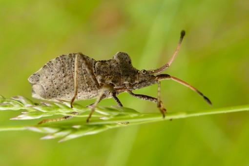 Mes petites bêtes-10