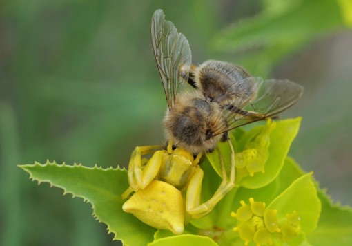 Mes petites bêtes-11