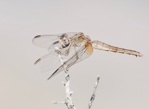 Mes petites bêtes-12