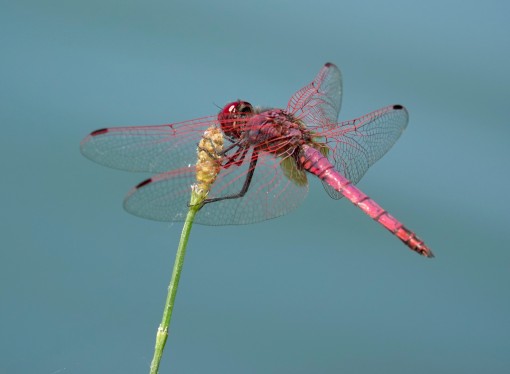 Mes petites bêtes-14