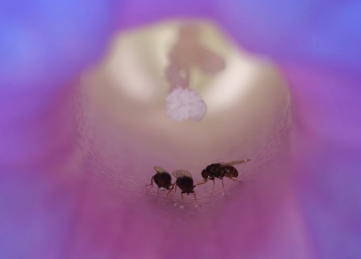 Mes petites bêtes-15