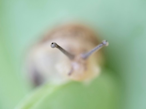 Mes petites bêtes-17