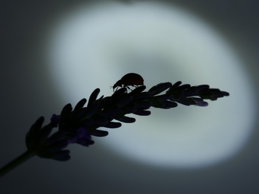 Mes petites bêtes-18