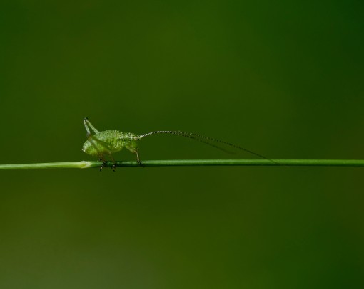 Mes petites bêtes-1