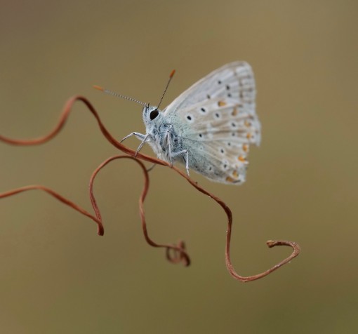 Mes petites bêtes-19